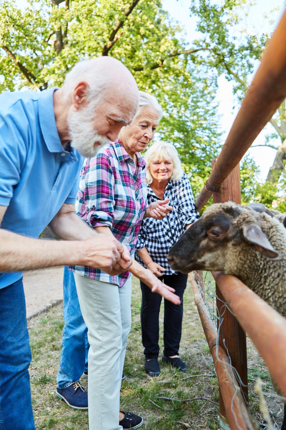 Groepje ouderen voederen schaap