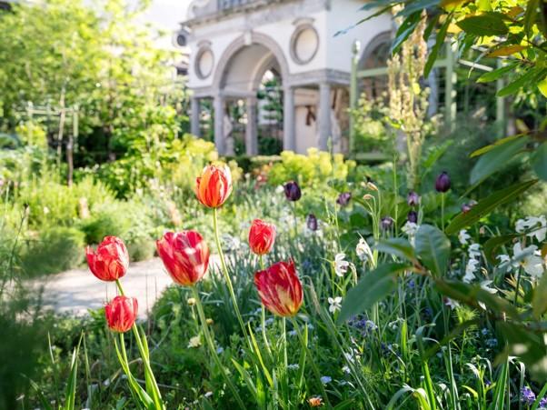 beeld van tulpen in de tuin van het Rubenshuis in Antwerpen